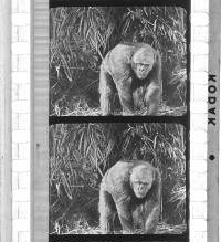 Click for larger image