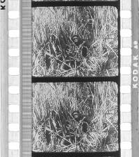 Click for larger image