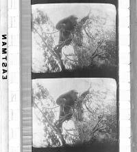 Click for larger image