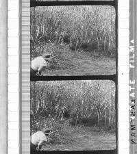 Click for larger image